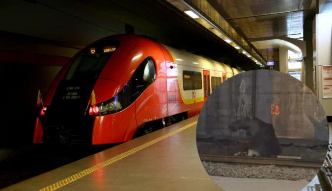 Łoś zablokował ruch na torach SKM