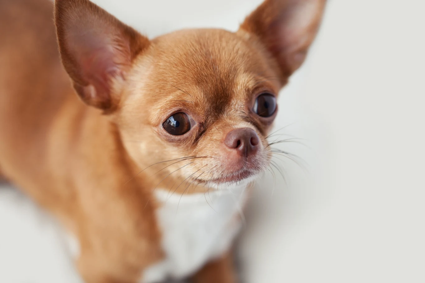 Chihuahua to rasa psów o niezwykle starożytnych korzeniach Mały pies rasy chihuahua o jasnobrązowej sierści z białą plamką na klatce piersiowej, z dużymi, sterczącymi uszami i wyrazistymi oczami.
