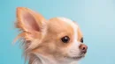 Chihuahua to bardzo starożytna rasa psów, jeszcze z czasów Mezoameryki