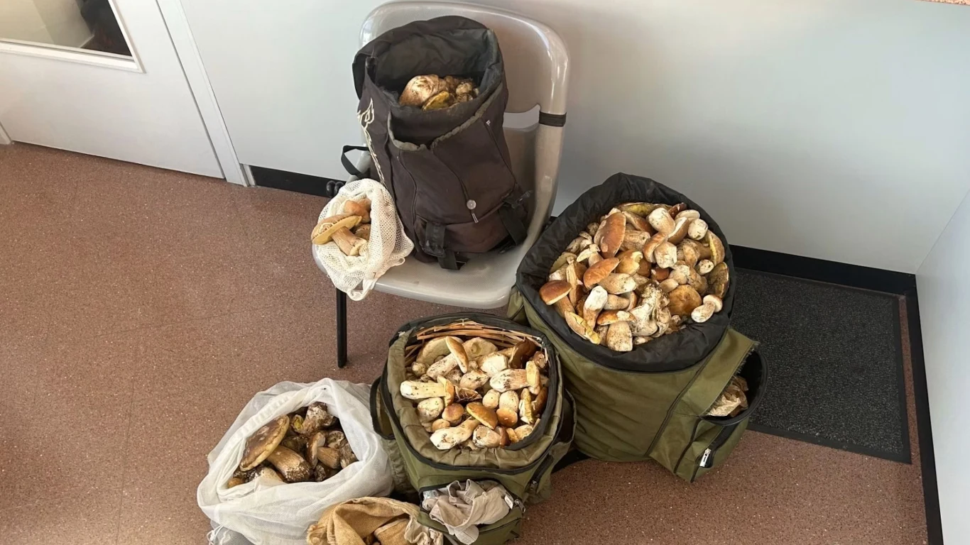 Włosi mieli w samochodzie 30 kg prawdziwków. Wpadli na granicy Toreby i plecaki wypełnione świeżo zebranymi prawdziwkami stojące przy ścianie w pomieszczeniu.