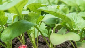 Świeża rzodkiewka i pachnący koper jesienią? Najlepiej wysiej już