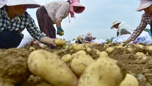 Uprawy ziemniaków w Azji mocno oberwały z powodu upałów