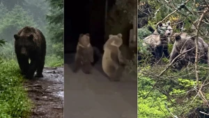 Turyści udostępnili nagrania z niedźwiedziami spotkanymi w Tatrach