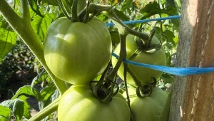 Dlaczego i jak przeprowadzić odkażanie gleby po pomidorach?
