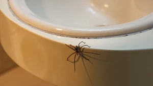 Jesienią pająki pchają się do domu. Tak się ich pozbędziesz