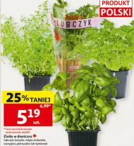 Zioła doniczkowe Polski