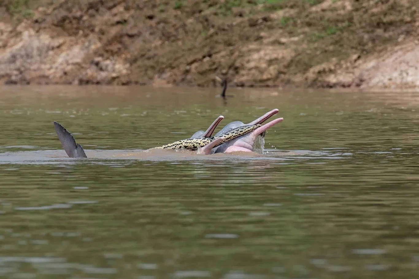 Delfiny inia w Amazonce z anakondą w pysku. To dość zaskakujące zachowanie Dwa różowe delfiny inia z anakondą w pysku przy brzegu Amazonki, widoczne w mętnej wodzie.