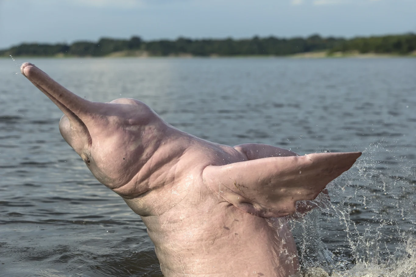 Inia amazońska żyje w wielu dopływach Amazonki i samej Amazonce Różowy delfin rzeczno-amazoński wynurza się z wody na tle spokojnej rzeki i zielonej linii brzegowej.