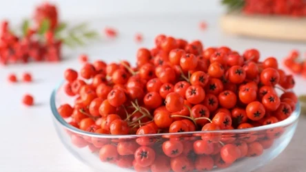 Kuleczki jarzębiny po odpowiednim przygotowaniu są w pełni zdatne do jedzenia