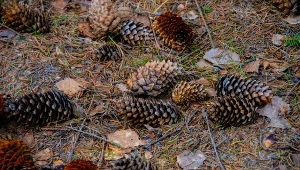 Schyl się, zbierz i rzuć pod hortensje. Będą miały o niebo lepsze warunki
