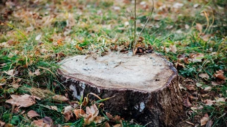 Pień to nie zawsze chciana pamiątka po drzewie. Nie zawsze łatwo jest ją usunąć