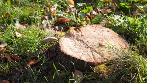 Wywierć kilka otworów i wsyp do środka. Pień po drzewie sam się rozpadnie