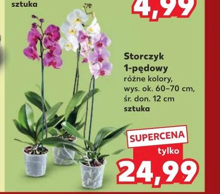 Орхідея Storczyk