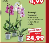 Орхідея Storczyk