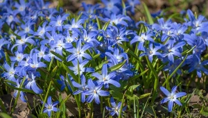 Posadź we wrześniu. Wiosną stworzą błękitny jak niebo dywan w ogrodzie
