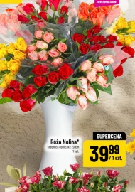Róża
