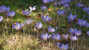 Kwitną nie wiosną, tylko jesienią. Dają feerię barw od września do mrozów