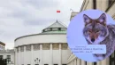 Sejmowa debata o wilku odbywała się pod szyldem kojota