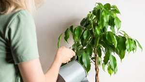 Woda z cukrem pomaga roślinom doniczkowym? Naukowcy mówią, jak jest