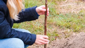 Sadzonki idealne na jesień. Każde drzewko owocowe się przyjmie