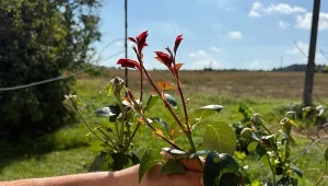 Włóż pędy do słoika, bez ukorzeniacza. Tydzień i róże mają odrosty