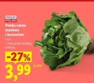 Sałata masłowa Polski