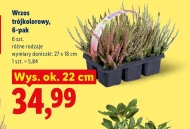 Wrzos