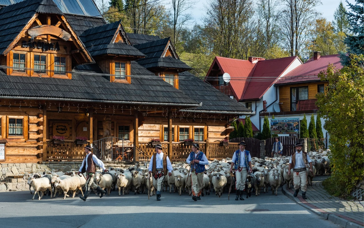 Grupa pasterzy w tradycyjnych strojach regionalnych prowadzi stado owiec ulicą, mijając drewniany budynek góralskiego stylu.