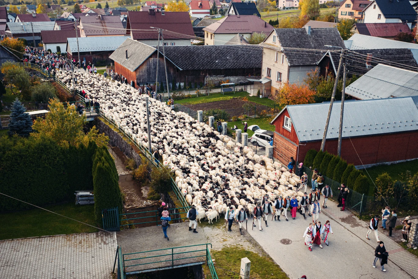 Duże stado owiec prowadzone przez pasterzy i otoczone przez tłumy ludzi, wiele osób ubranych w tradycyjne stroje ludowe, rozciąga się przez wieś z zabudową mieszkalną oraz ogrodami.