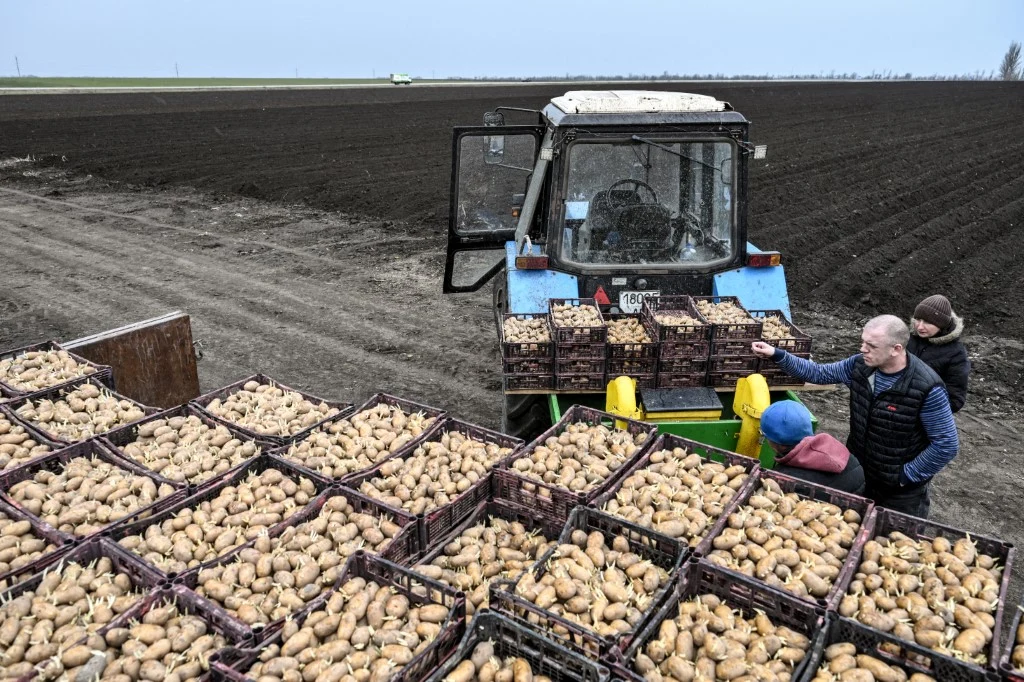 Zbiór ziemniaków w obwodzie zaporoskim Skrzynki wypełnione ziemniakami ustawione na przyczepie obok ciągnika, kilku ludzi pracujących przy załadunku na tle rozległego pola uprawnego.