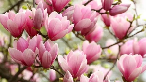 We wrześniu sięgasz za sekator? Jedno złe cięcie i po kwiatach magnolii