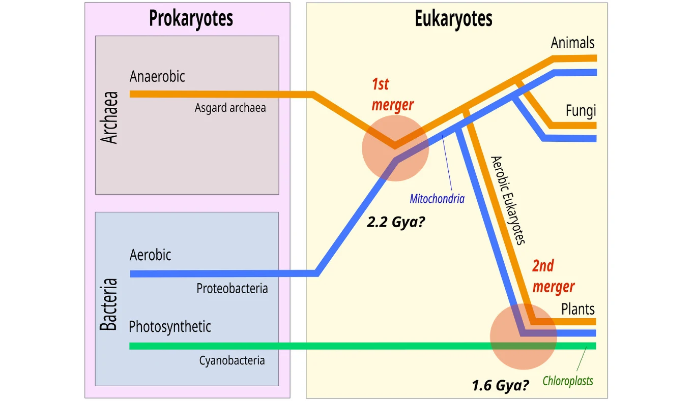 Według teorii symbiogenezy połączenie archeona z bakterią tlenową 2,2 mld lat temu doprowadziło do powstania eukariotów wyposażonych w mitochondria Schemat ilustruje ewolucyjne powiązania między prokariotami a eukariotami, przedstawiając połączenia między grupami Archaea i Bacteria oraz dwa główne momenty fuzji prowadzące do powstania mitochondriów i chloroplastów w linii roślin oraz rozdzielenie ...