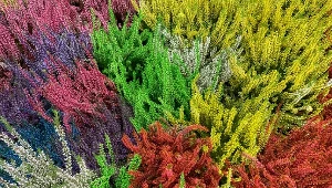 Wrzosy marnieją w oczach? Ten prosty trik z kuchni uratuje jesienną ozdobę