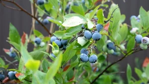 Podlej borówki jesienną odżywką. Za rok sypną owocami wielkimi jak wiśnie