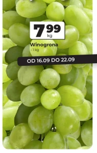 Winogrona