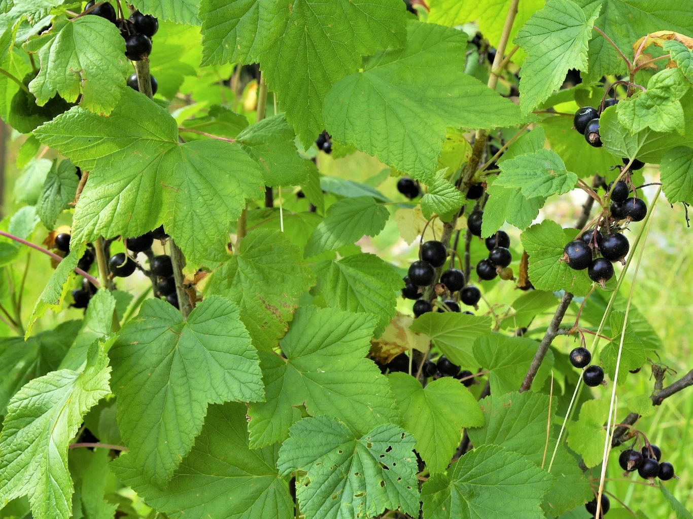 Gałązki krzewu czarnej porzeczki z dużymi zielonymi liśćmi oraz licznymi ciemnofioletowymi owocami w ogrodzie.