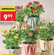 Róża w doniczce