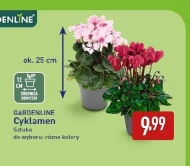Cyklamen Gardenline