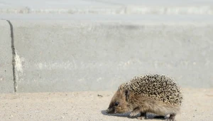 Jeże potrafią szybko chodzić, a ich nocne wędrówki bywają wyczerpujące