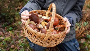 Spojrzenie na tradycyjne zbieranie grzybów w Szwecji