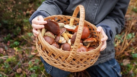 Spojrzenie na tradycyjne zbieranie grzybów w Szwecji