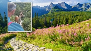 Turyści w Tatrach natknęli się na jelenia. Niestety nie okazali mu odpowiedniego szacunku