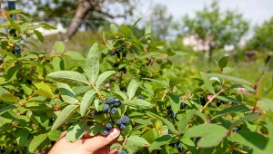 Smakuje jak borówka z maliną. Jesienią możesz posadzić wiele odmian