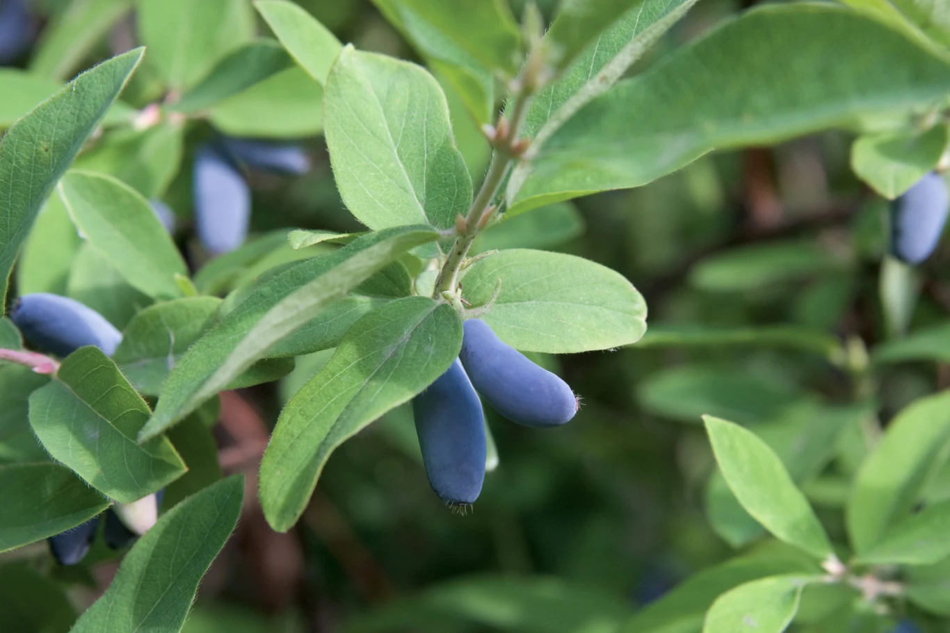 Gałązka z podłużnymi, niebieskimi jagodami otoczona soczyście zielonymi liśćmi.