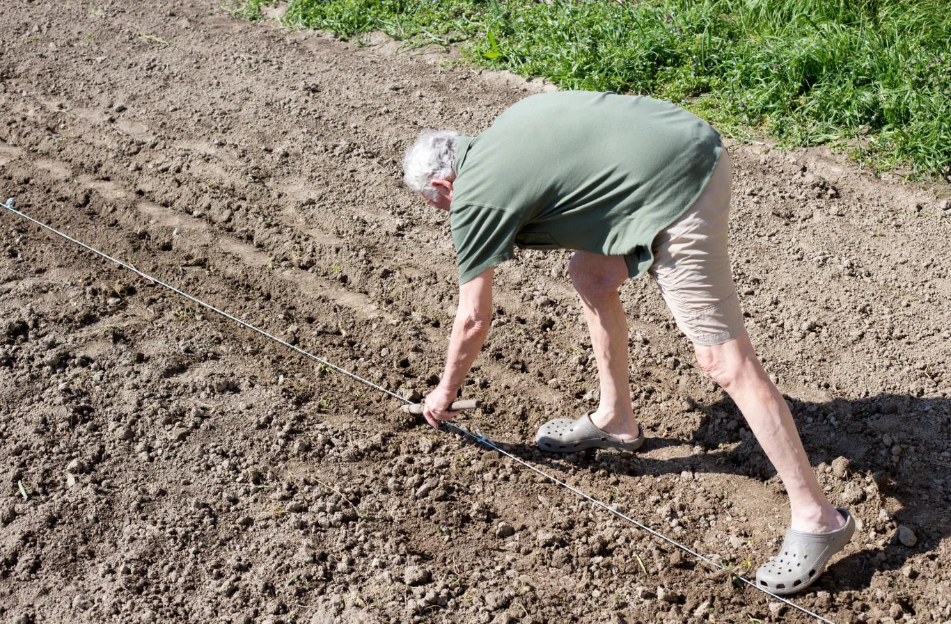 W zwalczaniu pędraków w ziemi pomogą pożyteczne nicienie. Starszy mężczyzna w zielonej koszulce i jasnych krótkich spodenkach schylony nad grządką, przygotowuje ziemię ogrodową, korzystając ze sznurka wyznaczającego prostą linię.