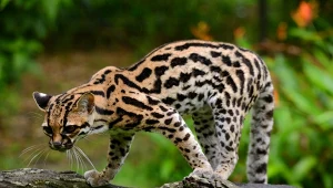 Ocelot tygrysi jest najbliższym krewnym nowego ocelota tilcayo