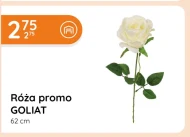 Роза Goliat