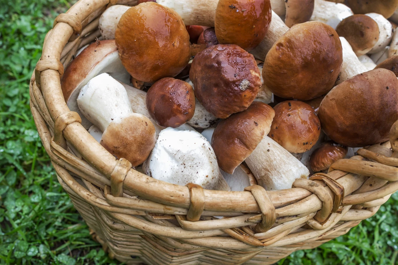Kosz wypełniony świeżo zebranymi borowikami o brązowych kapeluszach i jasnych trzonach, ustawiony na zielonej trawie.