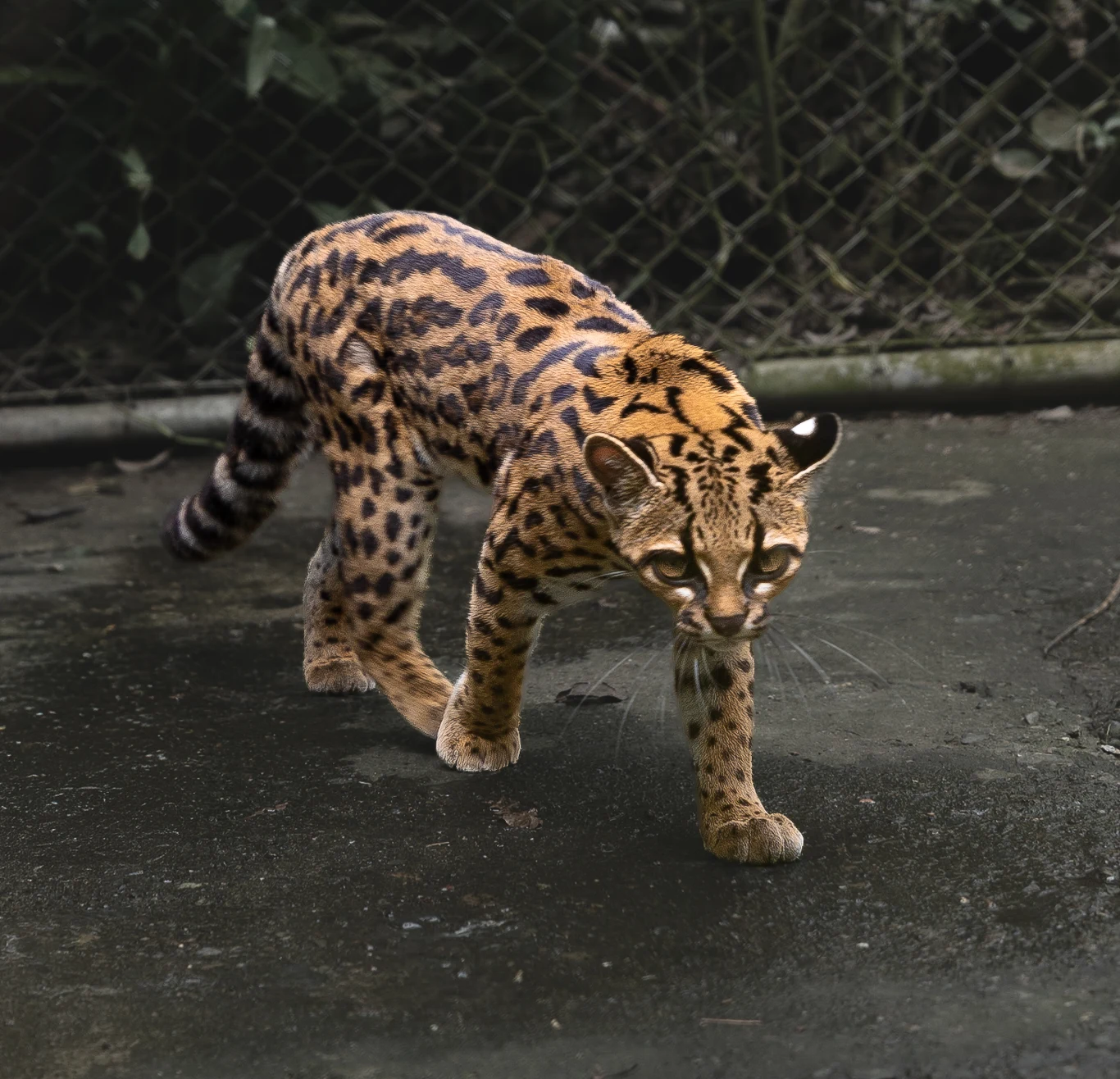 Leopardus tilcayo to pierwszy nowy gatunek kota odkryty od ponad 100 lat Drapieżny kot o żółtobrązowej sierści pokrytej ciemnymi plamami przechadza się po betonowej nawierzchni przy siatce ogrodzeniowej.
