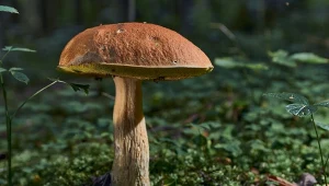 Borowik amerykański pojawia się w coraz większej liczbie lasach, nie tylko w pobliżu morza 